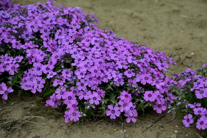 'Eye Shadow' Creeping Phlox - Phlox subulata from Tidal Roots Garden Center 'Eye Shadow' Creeping Phlox - Phlox subulata from Tidal Roots Garden Center