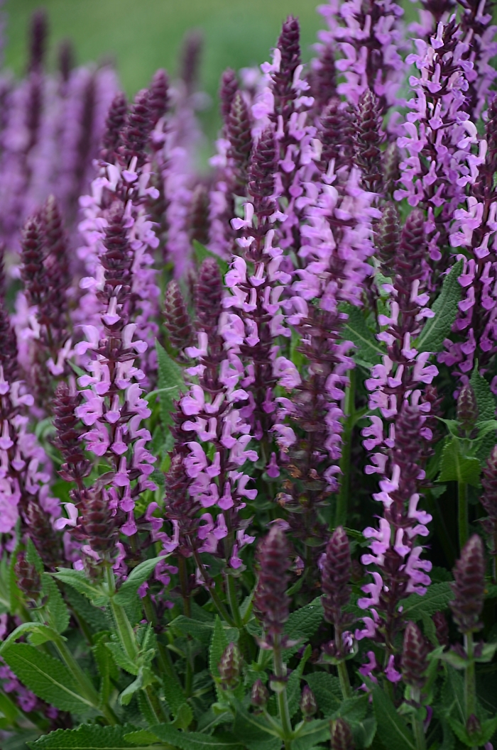 'Pink Profusion' Perennial Salvia - Salvia nemorosa from Tidal Roots Garden Center 'Pink Profusion' Perennial Salvia - Salvia nemorosa from Tidal Roots Garden Center