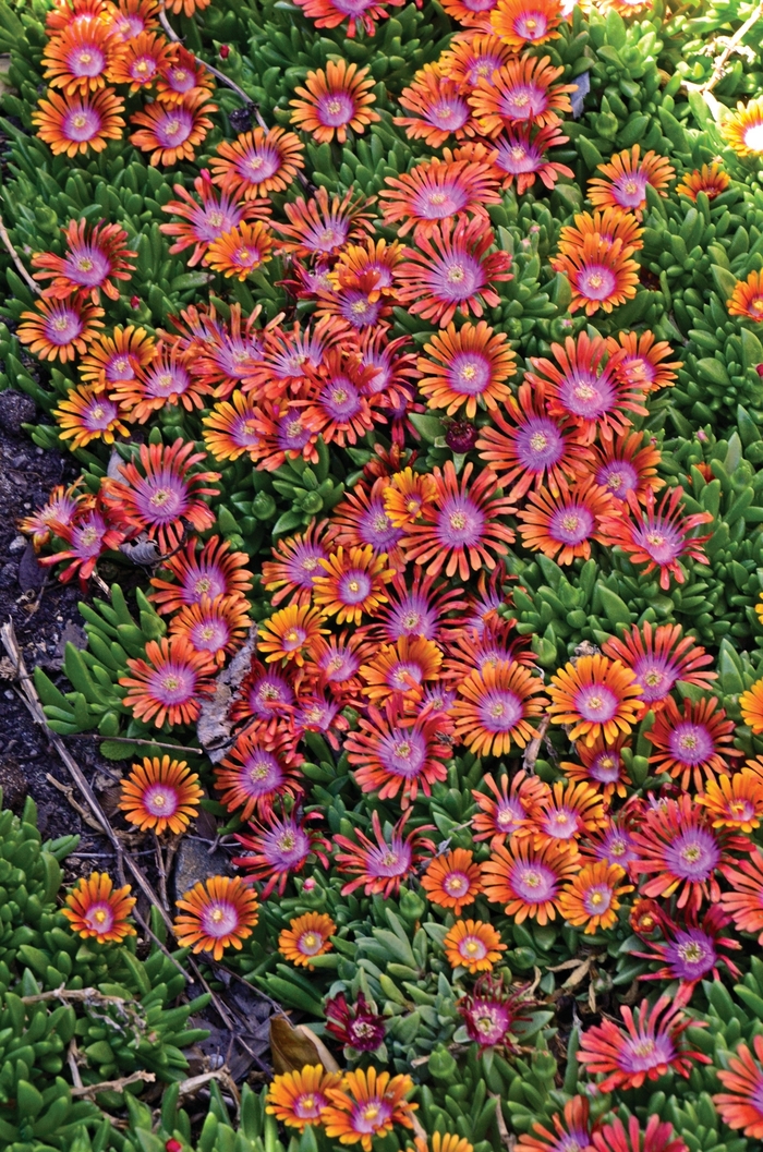 'Fire Spinner®' Ice Plant - Delosperma from Tidal Roots Garden Center 'Fire Spinner®' Ice Plant - Delosperma from Tidal Roots Garden Center