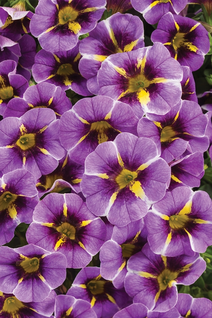Superbells® 'Evening Star™' - Calibrachoa from Tidal Roots Garden Center Superbells® 'Evening Star™' - Calibrachoa from Tidal Roots Garden Center
