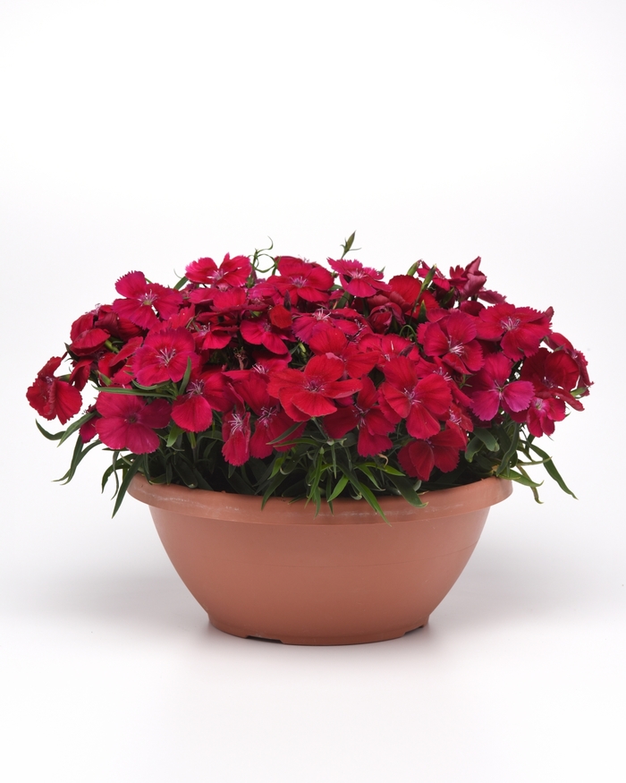 Coronet™ 'Cherry Red' - Dianthus chinensis (Pinks) from Tidal Roots Garden Center Coronet™ 'Cherry Red' - Dianthus chinensis (Pinks) from Tidal Roots Garden Center