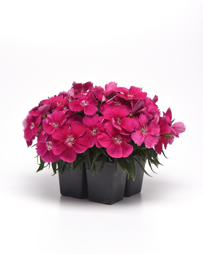 Coronet™ 'Rose' - Dianthus chinensis (Pinks) from Tidal Roots Garden Center Coronet™ 'Rose' - Dianthus chinensis (Pinks) from Tidal Roots Garden Center