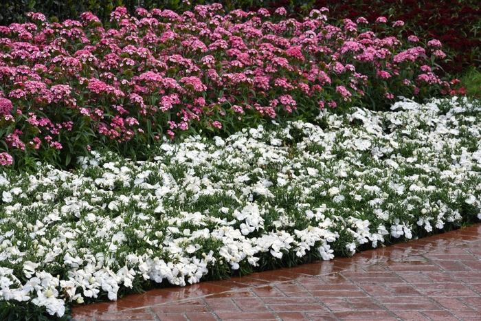 Coronet™ 'White' - Dianthus chinensis (Pinks) from Tidal Roots Garden Center Coronet™ 'White' - Dianthus chinensis (Pinks) from Tidal Roots Garden Center