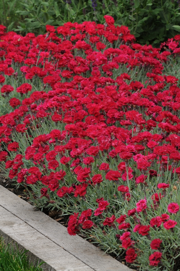 'Red Beauty' - Dianthus gratianopolitanus from Tidal Roots Garden Center 'Red Beauty' - Dianthus gratianopolitanus from Tidal Roots Garden Center