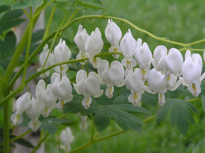 'Alba' Bleeding Heart - Dicentra spectabilis from Tidal Roots Garden Center 'Alba' Bleeding Heart - Dicentra spectabilis from Tidal Roots Garden Center