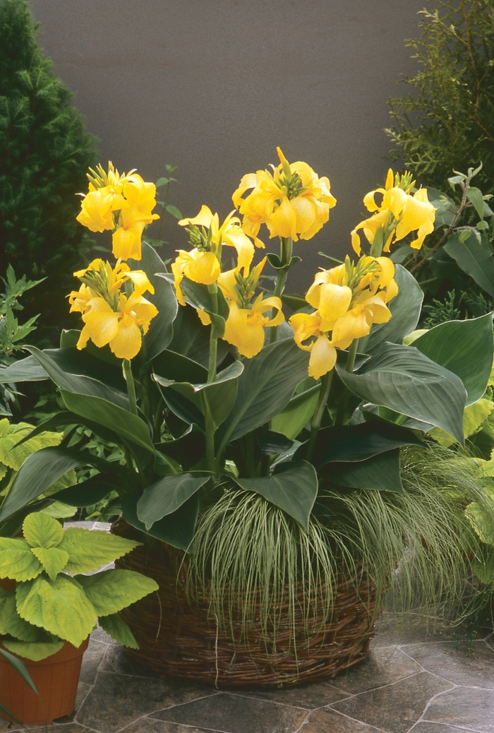 Cannova® 'Yellow' - Canna x generalis (Canna Lily) from Tidal Roots Garden Center Cannova® 'Yellow' - Canna x generalis (Canna Lily) from Tidal Roots Garden Center