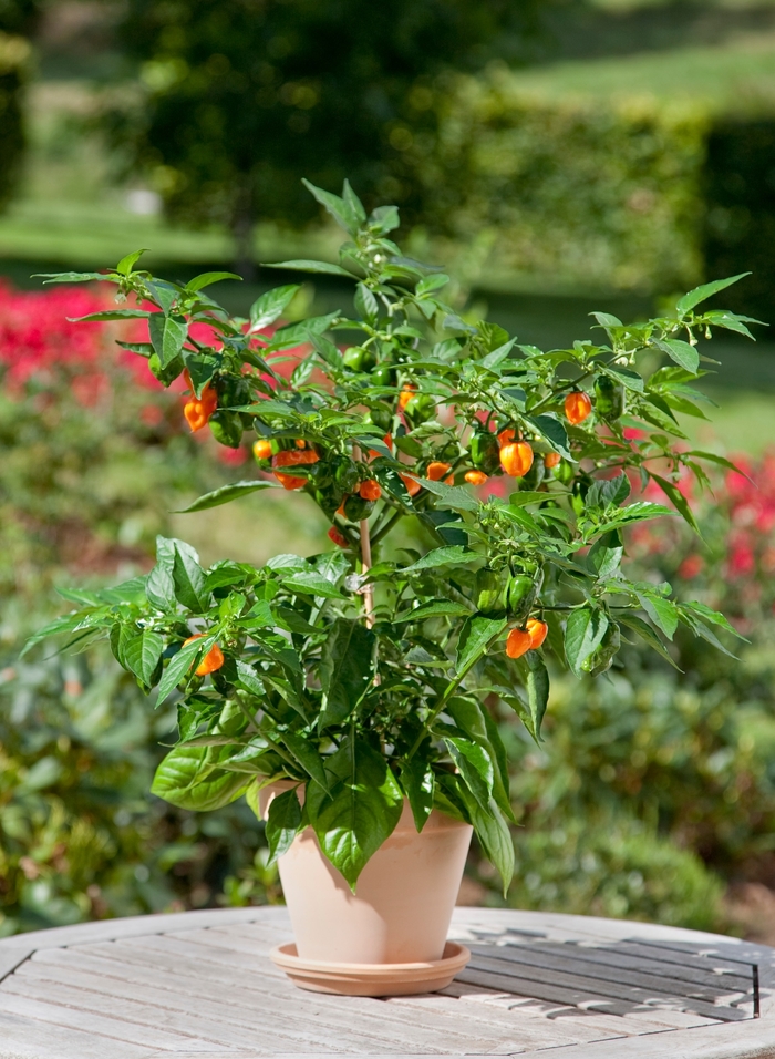 'Habanero' Pepper - Capsicum annuum from Tidal Roots Garden Center 'Habanero' Pepper - Capsicum annuum from Tidal Roots Garden Center