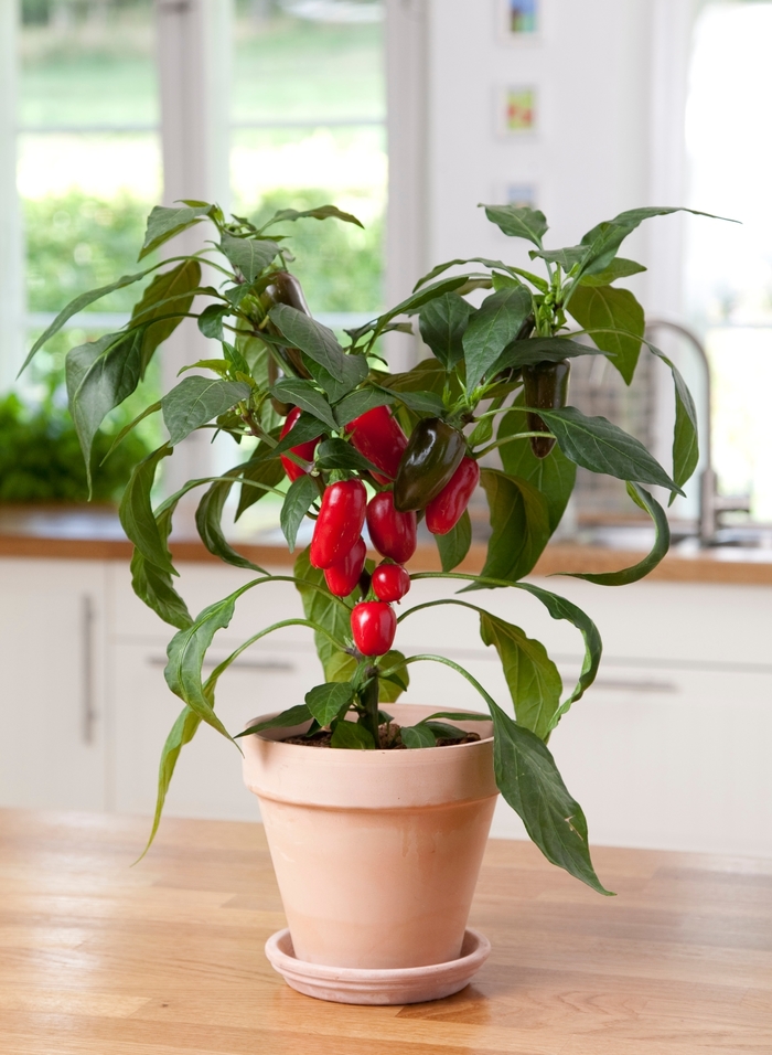 'Jalapeño' Pepper - Capsicum annuum from Tidal Roots Garden Center 'Jalapeño' Pepper - Capsicum annuum from Tidal Roots Garden Center