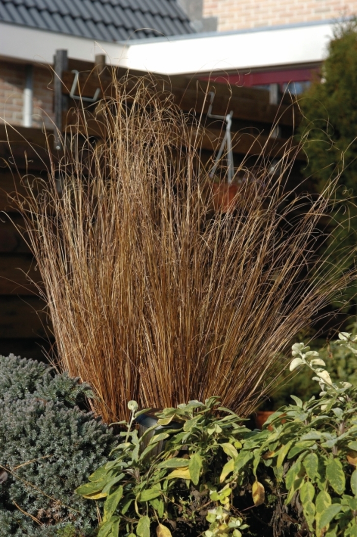 ColorGrass® 'Red Rooster' - Carex buchananii (Leatherleaf Sedge) from Tidal Roots Garden Center ColorGrass® 'Red Rooster' - Carex buchananii (Leatherleaf Sedge) from Tidal Roots Garden Center