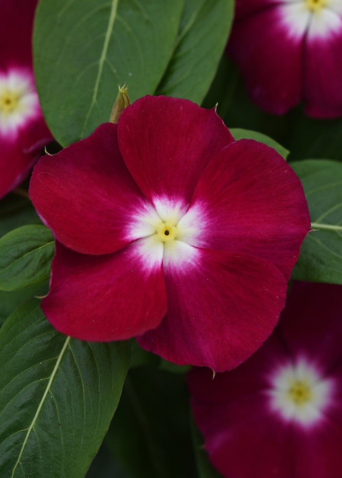 Mediterranean XP 'Burgundy Halo' - Catharanthus roseus (Annual Vinca; Periwinkle) from Tidal Roots Garden Center Mediterranean XP 'Burgundy Halo' - Catharanthus roseus (Annual Vinca; Periwinkle) from Tidal Roots Garden Center