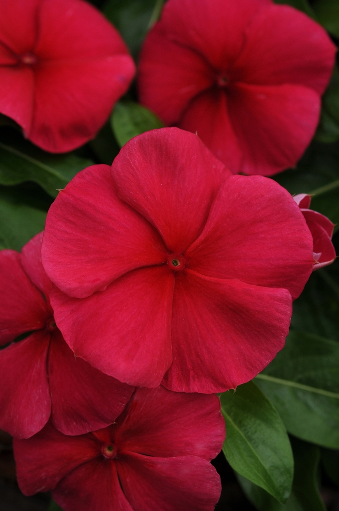 Mediterranean XP 'Dark Red' - Catharanthus roseus (Annual Vinca; Periwinkle) from Tidal Roots Garden Center Mediterranean XP 'Dark Red' - Catharanthus roseus (Annual Vinca; Periwinkle) from Tidal Roots Garden Center