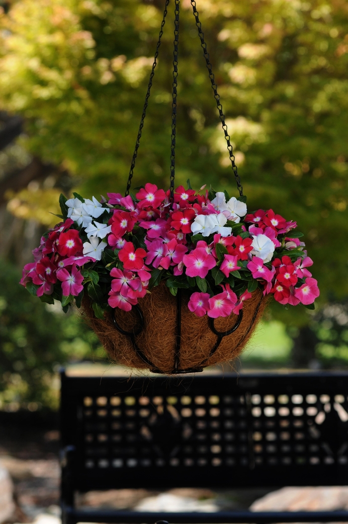 Mediterranean XP 'Halo Mix' - Catharanthus roseus (Annual Vinca; Periwinkle) from Tidal Roots Garden Center Mediterranean XP 'Halo Mix' - Catharanthus roseus (Annual Vinca; Periwinkle) from Tidal Roots Garden Center