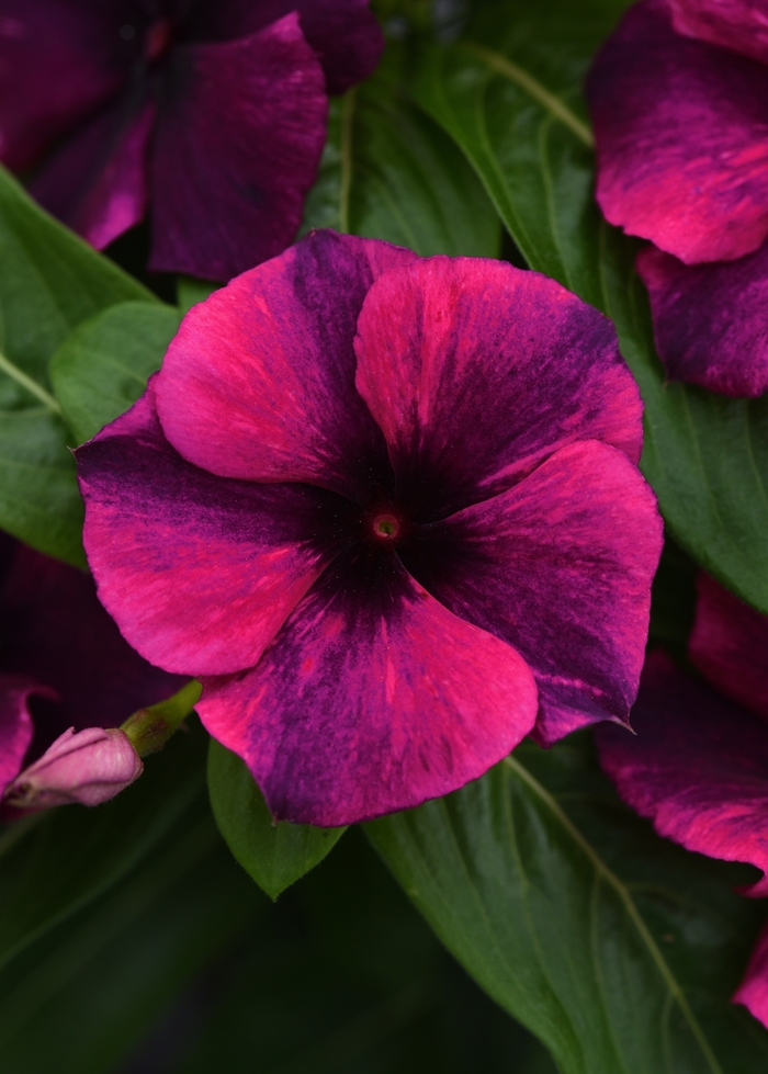 Tattoo™ Black Cherry - Catharanthus roseus (Vinca, Madagascar Periwinkle) from Tidal Roots Garden Center Tattoo™ Black Cherry - Catharanthus roseus (Vinca, Madagascar Periwinkle) from Tidal Roots Garden Center