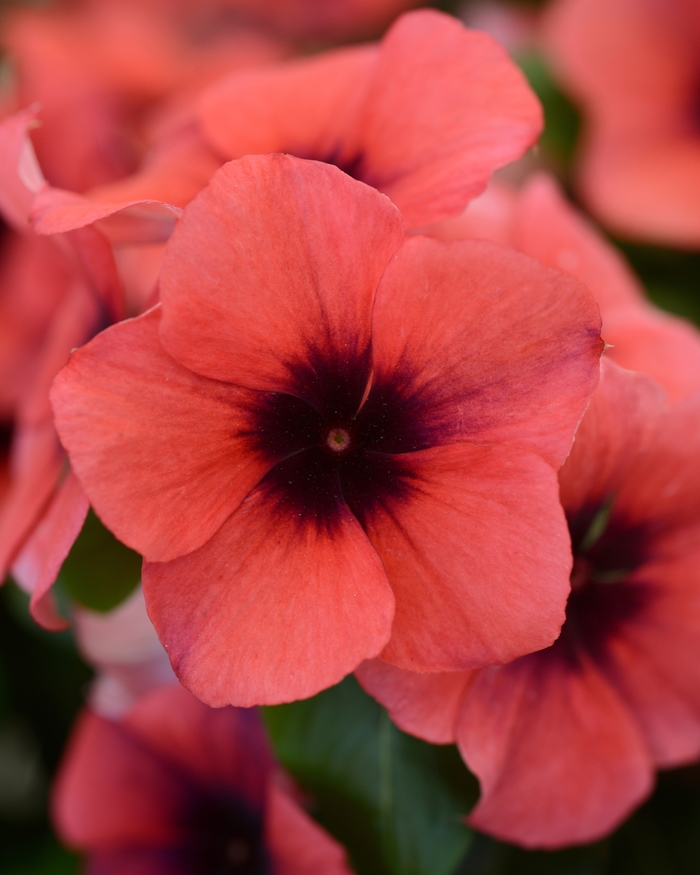 Tattoo™ 'Papaya' - Catharanthus roseus (Vinca, Madagascar Periwinkle) from Tidal Roots Garden Center Tattoo™ 'Papaya' - Catharanthus roseus (Vinca, Madagascar Periwinkle) from Tidal Roots Garden Center