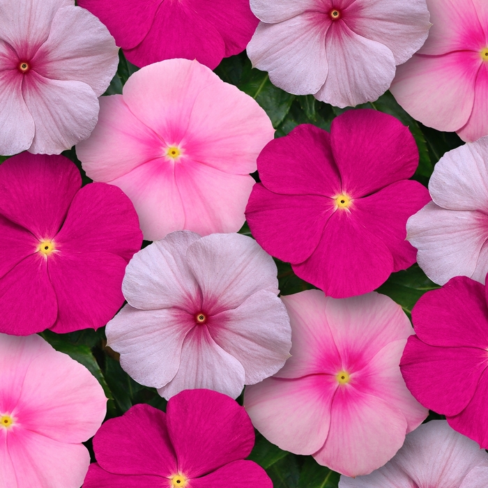 Titan™ 'Bubble Gum Mix' - Catharanthus roseus (Vinca, Periwinkle) from Tidal Roots Garden Center Titan™ 'Bubble Gum Mix' - Catharanthus roseus (Vinca, Periwinkle) from Tidal Roots Garden Center