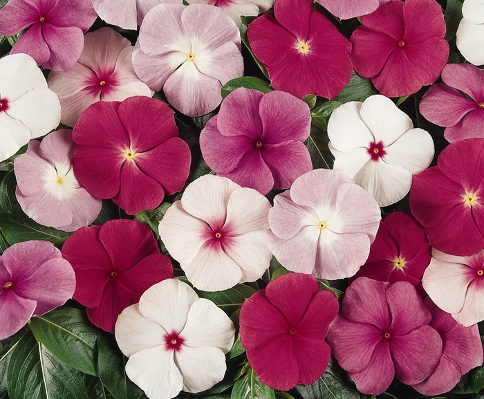 Titan™ 'Mix' - Catharanthus roseus (Vinca, Periwinkle) from Tidal Roots Garden Center Titan™ 'Mix' - Catharanthus roseus (Vinca, Periwinkle) from Tidal Roots Garden Center