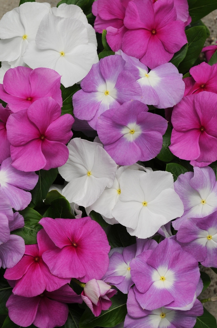 Titan™ 'Summer Breeze Mix' - Catharanthus roseus (Vinca, Periwinkle) from Tidal Roots Garden Center Titan™ 'Summer Breeze Mix' - Catharanthus roseus (Vinca, Periwinkle) from Tidal Roots Garden Center