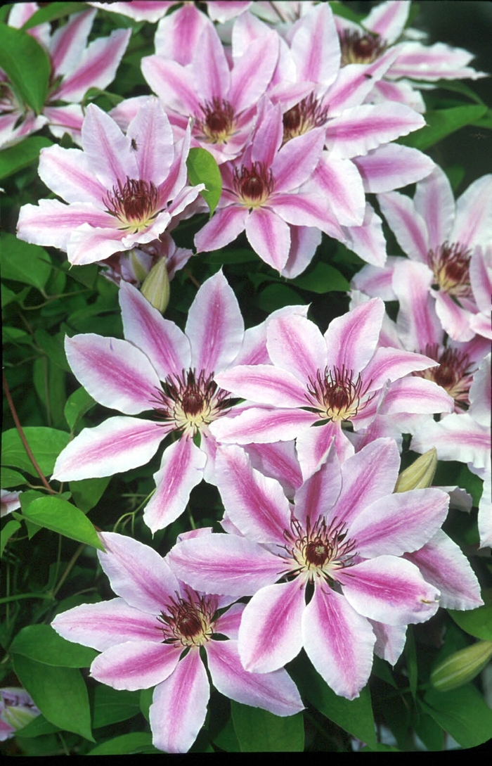 'Nelly Moser' - Clematis from Tidal Roots Garden Center 'Nelly Moser' - Clematis from Tidal Roots Garden Center