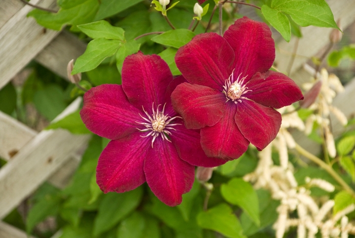 'Rouge Cardinal' - Clematis from Tidal Roots Garden Center 'Rouge Cardinal' - Clematis from Tidal Roots Garden Center