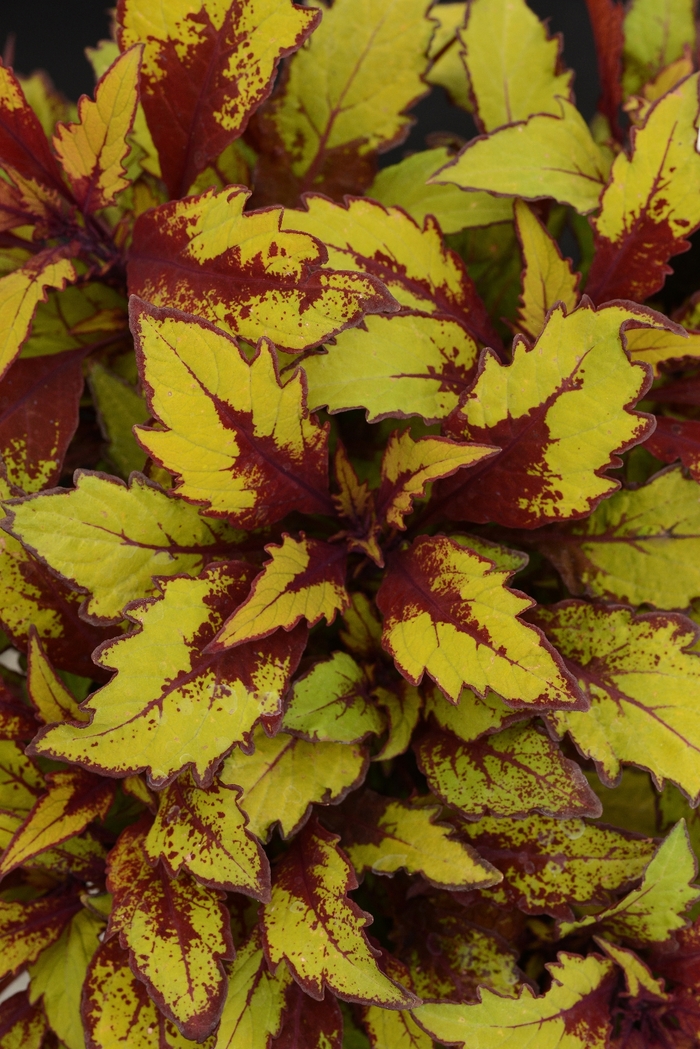 FlameThrower™ 'Spiced Curry' - Coleus from Tidal Roots Garden Center FlameThrower™ 'Spiced Curry' - Coleus from Tidal Roots Garden Center