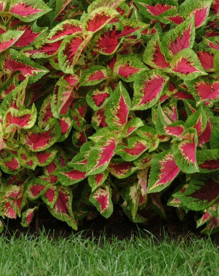 'Watermelon' - coleus scutellarioides from Tidal Roots Garden Center 'Watermelon' - coleus scutellarioides from Tidal Roots Garden Center