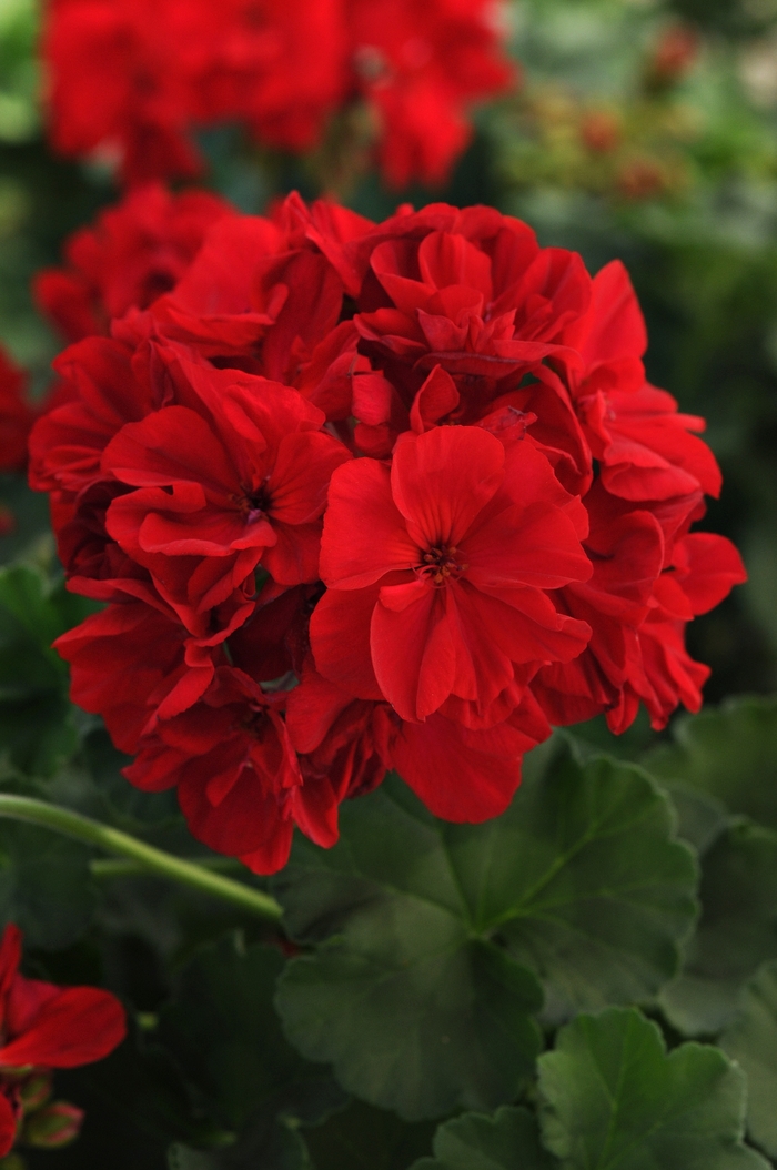 Fantasia® Dark Red - Pelargonium x hortorum (Zonal Geranium) from Tidal Roots Garden Center Fantasia® Dark Red - Pelargonium x hortorum (Zonal Geranium) from Tidal Roots Garden Center