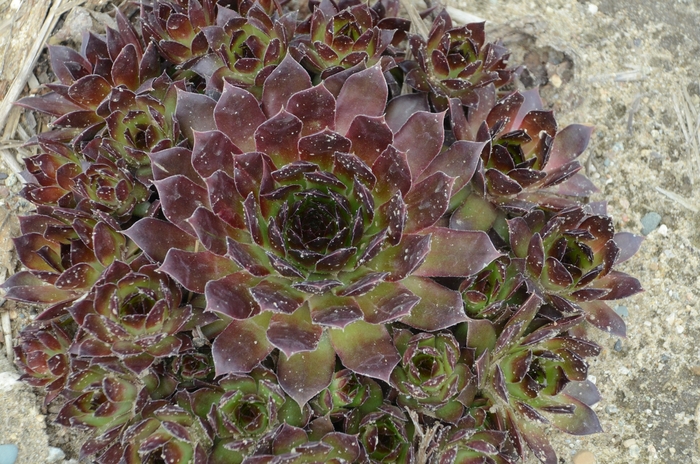 'Black' Hen and Chicks - Sempervivum from Tidal Roots Garden Center 'Black' Hen and Chicks - Sempervivum from Tidal Roots Garden Center