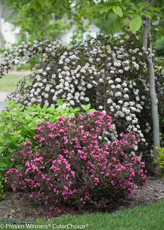 Ninebark - Physocarpus opulifolius from Tidal Roots Garden Center Ninebark - Physocarpus opulifolius from Tidal Roots Garden Center