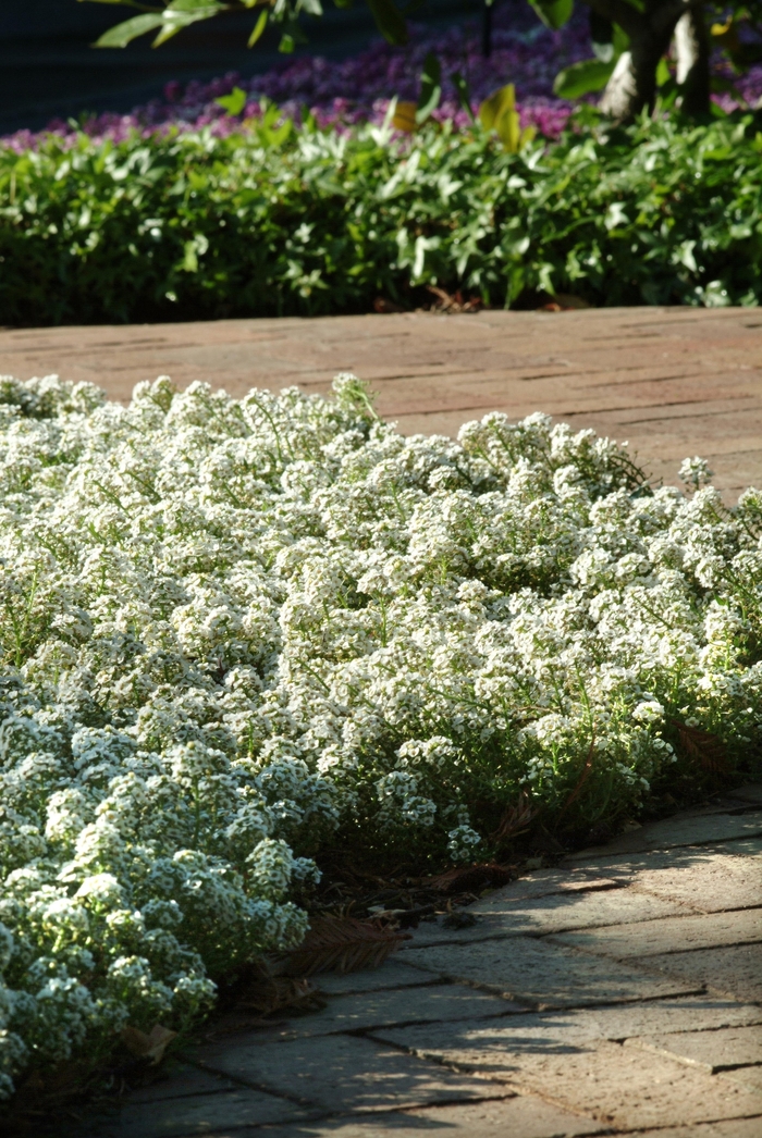 Clear Crystal® White - Lobularia maritima (Alyssum, Sweet Alyssum) from Tidal Roots Garden Center Clear Crystal® White - Lobularia maritima (Alyssum, Sweet Alyssum) from Tidal Roots Garden Center