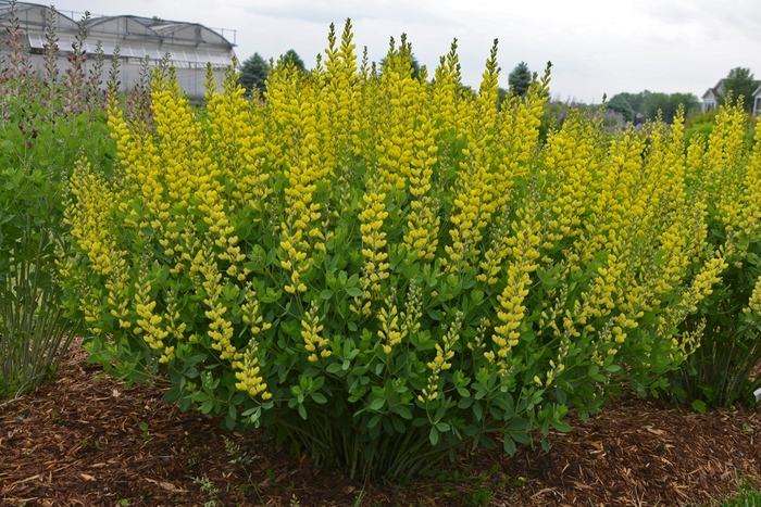 'American Goldfinch' False Indigo - Baptisia from Tidal Roots Garden Center 'American Goldfinch' False Indigo - Baptisia from Tidal Roots Garden Center