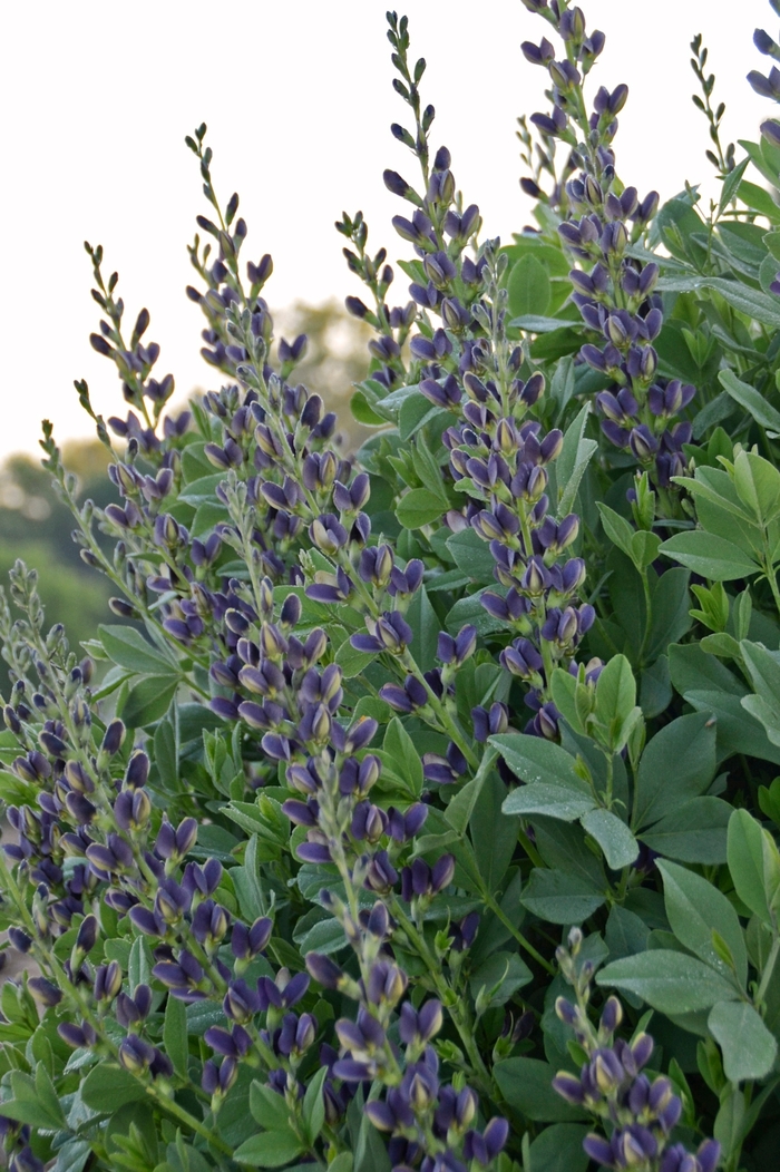 'Indigo Spires' False Indigo - Baptisia australis from Tidal Roots Garden Center 'Indigo Spires' False Indigo - Baptisia australis from Tidal Roots Garden Center