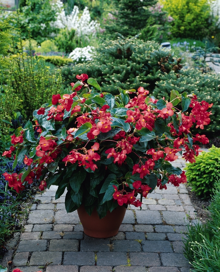Dragon Wing® 'Red' - Begonia from Tidal Roots Garden Center Dragon Wing® 'Red' - Begonia from Tidal Roots Garden Center