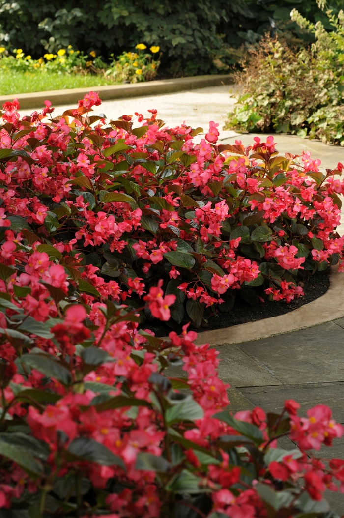 Whopper® Rose with Bronze Leaf - Begonia x benariensis from Tidal Roots Garden Center Whopper® Rose with Bronze Leaf - Begonia x benariensis from Tidal Roots Garden Center