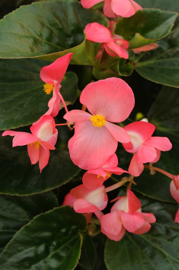 Whopper® 'Rose with Green Leaf' - Begonia x benariensis from Tidal Roots Garden Center Whopper® 'Rose with Green Leaf' - Begonia x benariensis from Tidal Roots Garden Center