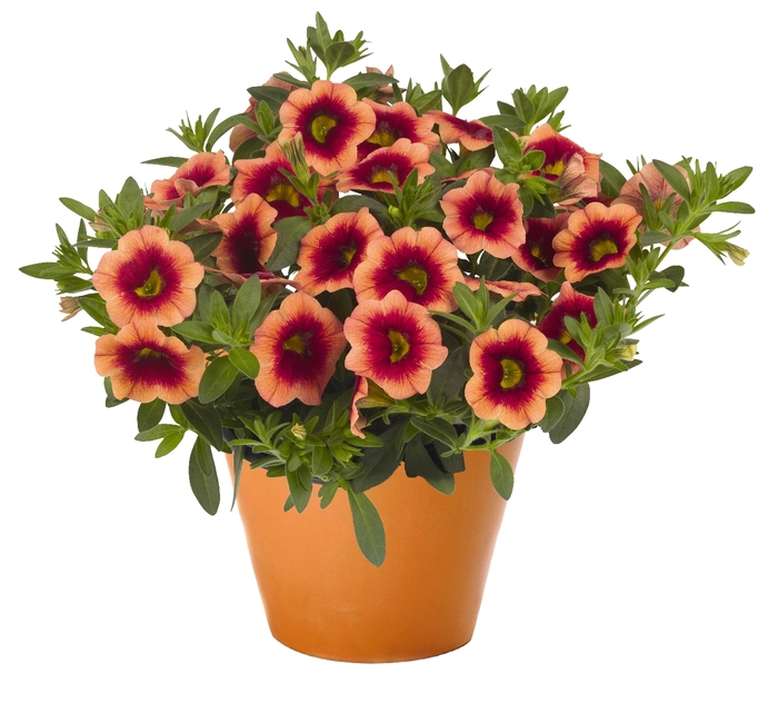 'Hula Orange' - Calibrachoa from Tidal Roots Garden Center 'Hula Orange' - Calibrachoa from Tidal Roots Garden Center