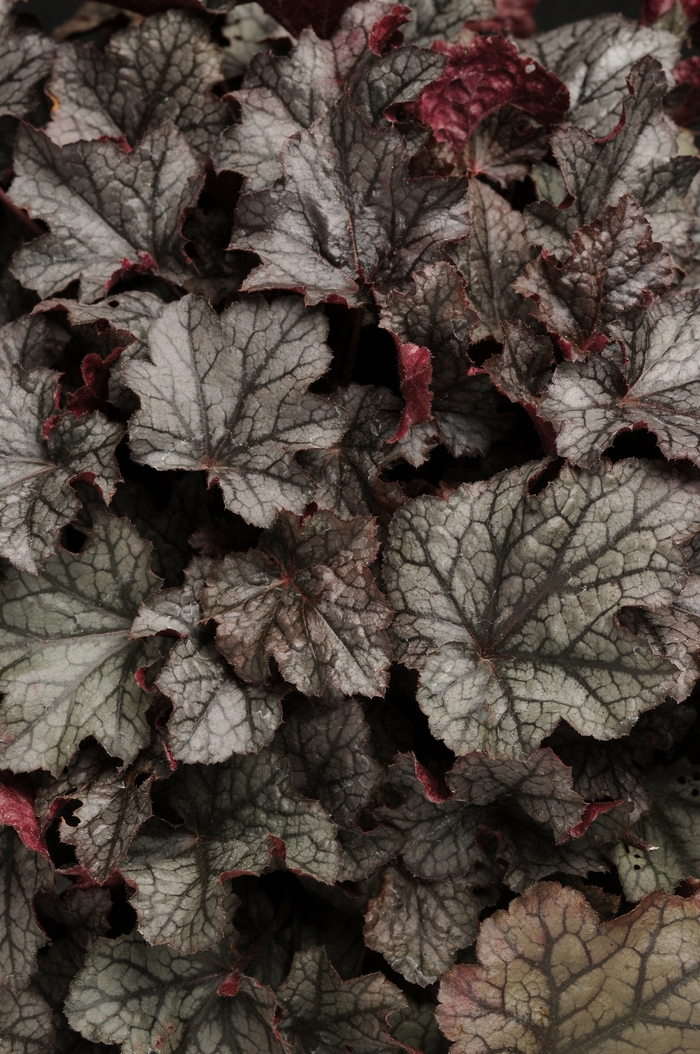 'Carnival Plum Crazy' Coral Bells - Heuchera from Tidal Roots Garden Center 'Carnival Plum Crazy' Coral Bells - Heuchera from Tidal Roots Garden Center