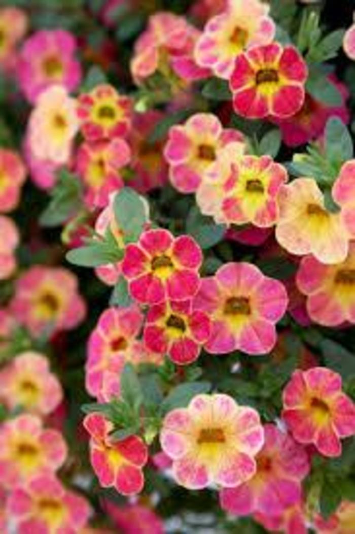 Chameleon® 'Sunshine Berry' - Calibrachoa (Million Bells) from Tidal Roots Garden Center Chameleon® 'Sunshine Berry' - Calibrachoa (Million Bells) from Tidal Roots Garden Center