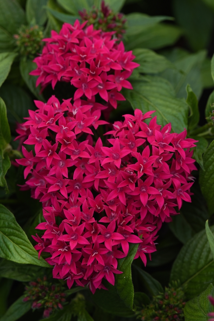 Lucky Star™ 'Lipstick' - Pentas lanceolata (Egyptian Starcluster) from Tidal Roots Garden Center Lucky Star™ 'Lipstick' - Pentas lanceolata (Egyptian Starcluster) from Tidal Roots Garden Center