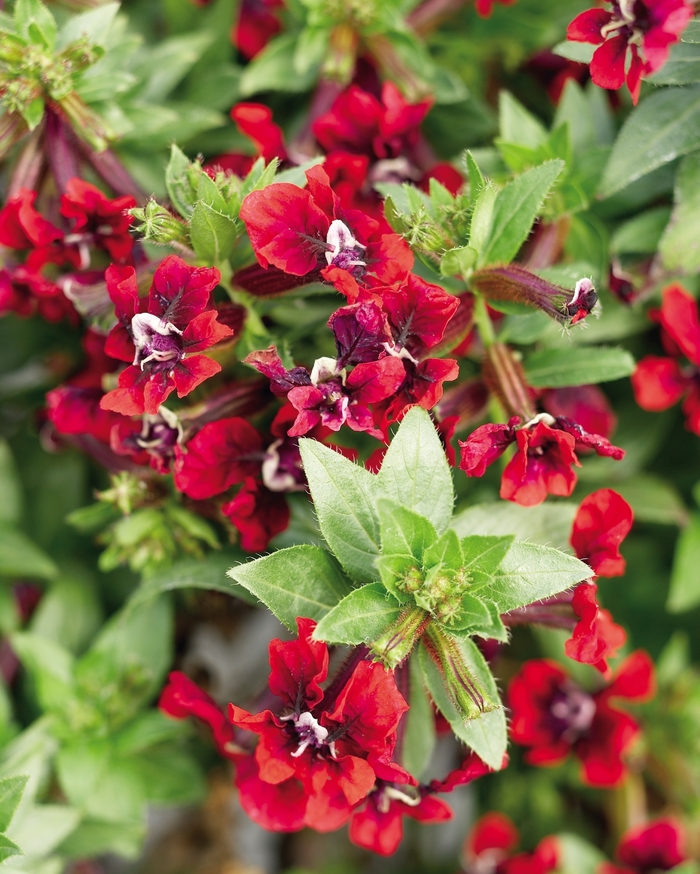 'Flamenco Samba' Bat-Faced Cuphea - Cuphea llavea from Tidal Roots Garden Center 'Flamenco Samba' Bat-Faced Cuphea - Cuphea llavea from Tidal Roots Garden Center