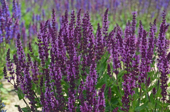''Bumbleberry'' Sage - Salvia nemorosa from Tidal Roots Garden Center ''Bumbleberry'' Sage - Salvia nemorosa from Tidal Roots Garden Center