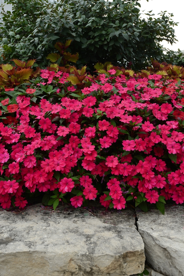 Big Bounce™ 'Cherry' - Impatiens from Tidal Roots Garden Center Big Bounce™ 'Cherry' - Impatiens from Tidal Roots Garden Center