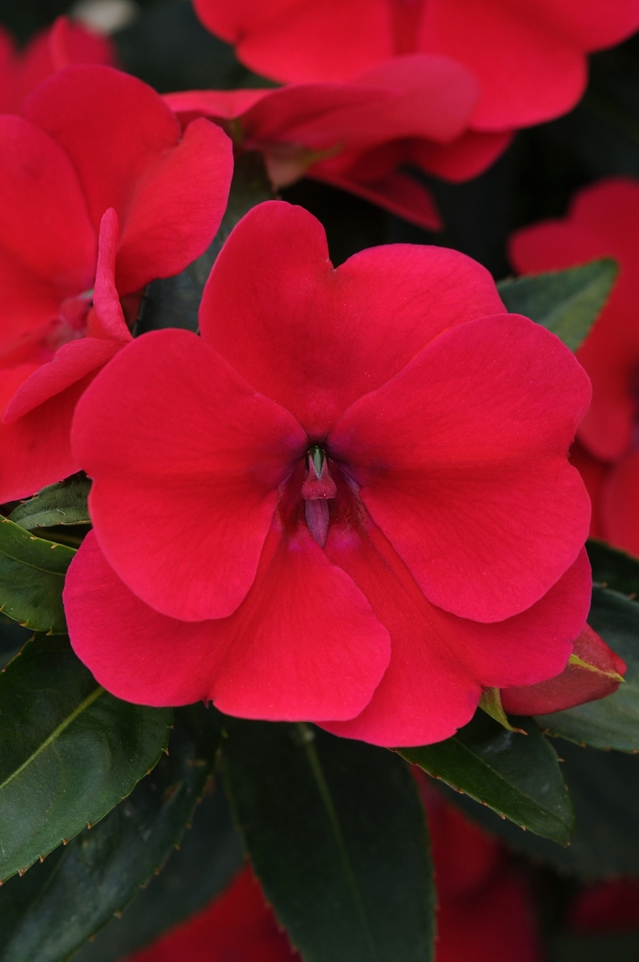 Bounce™ 'Cherry' - Impatiens (Interspecific impatiens) from Tidal Roots Garden Center Bounce™ 'Cherry' - Impatiens (Interspecific impatiens) from Tidal Roots Garden Center