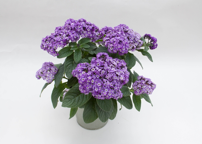 'Marino™ Blue' Heliotrope - Heliotropium arborescens from Tidal Roots Garden Center 'Marino™ Blue' Heliotrope - Heliotropium arborescens from Tidal Roots Garden Center