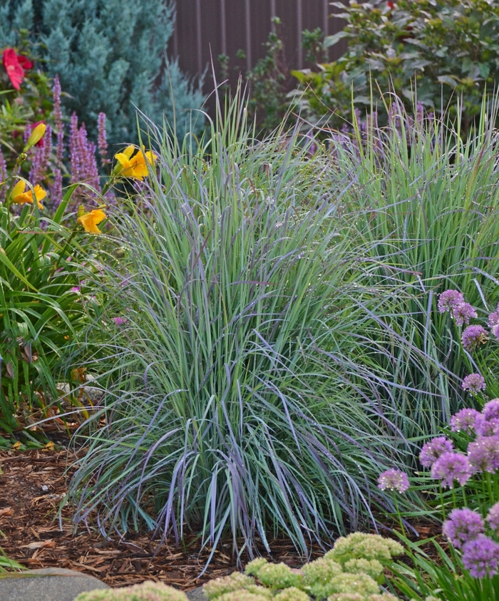 'Twilight Zone' Little Bluestem - Schizachyrium scoparium from Tidal Roots Garden Center 'Twilight Zone' Little Bluestem - Schizachyrium scoparium from Tidal Roots Garden Center