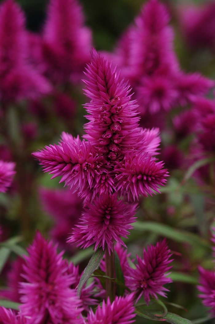 Intenz™ 'Classic' Cockscomb - Celosia spicata from Tidal Roots Garden Center Intenz™ 'Classic' Cockscomb - Celosia spicata from Tidal Roots Garden Center