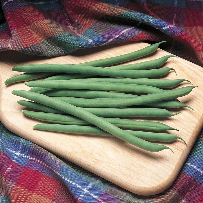 'Kentucky Blue' Pole Bean - Phaseolus vulgaris from Tidal Roots Garden Center 'Kentucky Blue' Pole Bean - Phaseolus vulgaris from Tidal Roots Garden Center