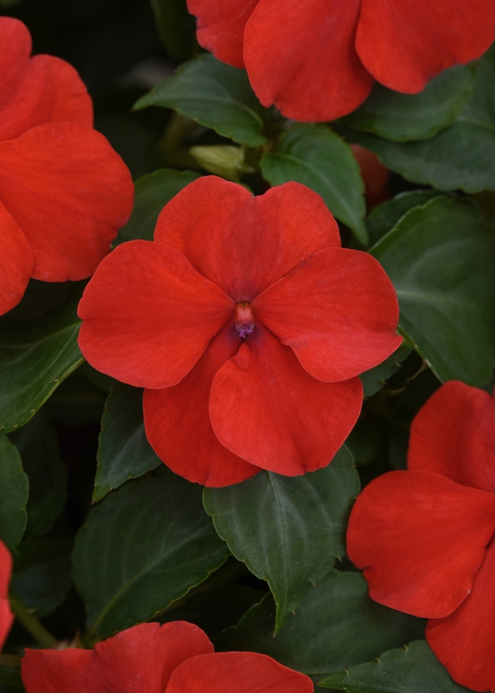Beacon™ 'Bright Red' - Impatiens walleriana from Tidal Roots Garden Center Beacon™ 'Bright Red' - Impatiens walleriana from Tidal Roots Garden Center