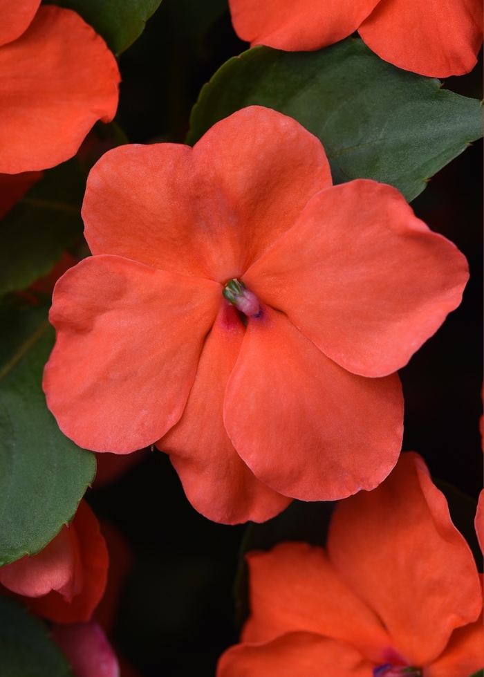Beacon™ 'Salmon' - Impatiens walleriana from Tidal Roots Garden Center Beacon™ 'Salmon' - Impatiens walleriana from Tidal Roots Garden Center