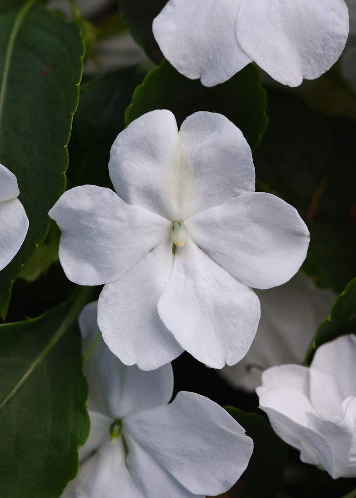 Beacon™ 'White' - Impatiens walleriana from Tidal Roots Garden Center Beacon™ 'White' - Impatiens walleriana from Tidal Roots Garden Center