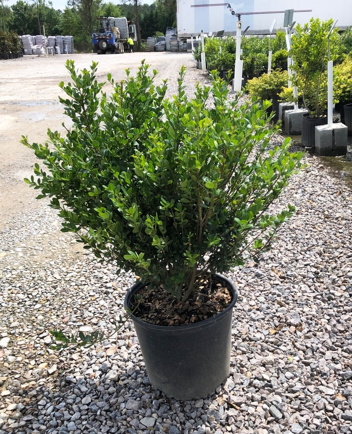 'Compacta' Compact Japanese Holly - Ilex crenata from Tidal Roots Garden Center